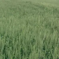 اجاره 8هکتار زمین کشاورزی