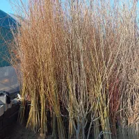 پسته پایه رویشی و پیوندی نهال