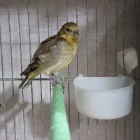 سهره قناری جوجه شاه تخم سرخ