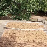 گردودشتک،بادام،برنج ،شیره انگور،لوبیاچیتی|خوردنی و آشامیدنی|شیراز, شهرک سعدی|دیوار