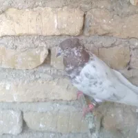 کفتر نر