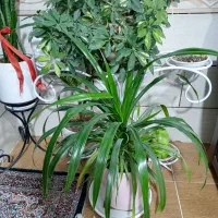 سه عدد گل زیبا وبزرگ شفلرا پاندوس سانسواریا