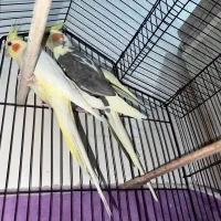 عروس هلندی مولد