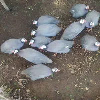 مرغ شاخدار (سسی)