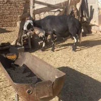 یک راس قوچ‌شیردار‌ کله سفید پوست گاوی