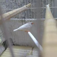 فنچ ناز|پرنده|مشهد, گلشور|دیوار