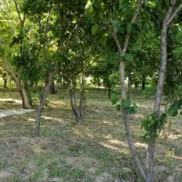 باغ-در-قهریزجان-مناسب-گلخانه-باغداری