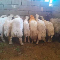 ۲۰کاور درجه یک باب پروار