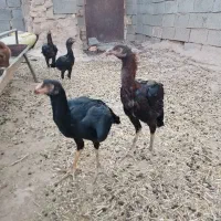 مرغ|حیوانات مزرعه|تایباد, |دیوار