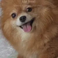 پامر خرسی عروسکی