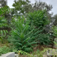 باغچه 150 متر مربع در روستای توشن  گرگان