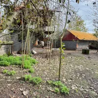 فروش زمین مسکونی در خمام|فروش زمین و ملک کلنگی|خمام, |دیوار