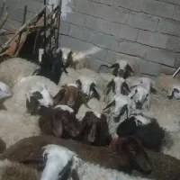 بره نر|حیوانات مزرعه|زاغه, |دیوار