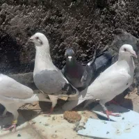 تعدادی کفتر پرشی