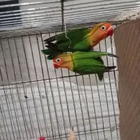 جفت کوتوله مولد وتعدای مرغ عشق