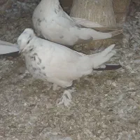 کبوتر کاشان|پرنده|اسکو, |دیوار