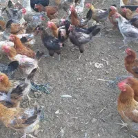 مرغ و خروس، جوجه رسمی جوجه لاری|حیوانات مزرعه|رباط‌کریم, پرندک|دیوار