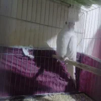 عروس هلندی|پرنده|ارومیه, |دیوار