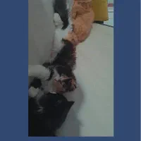 واگذاری گربه|گربه|بیرجند, |دیوار