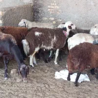 بره قوچ قزل پلنگی|حیوانات مزرعه|اصفهان, گورت|دیوار