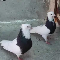 جفت طوقی سیاه واکسی شیش دنگ