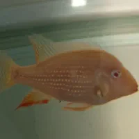 آکواریوم ودیسکس|ماهی|مشهد, وکیل‌آباد|دیوار