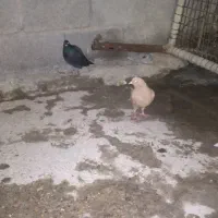 دم پاک|پرنده|گتوند, |دیوار