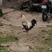 خروس محلی|حیوانات مزرعه|سیاهکل, |دیوار