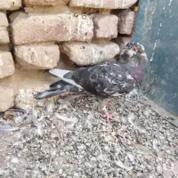 کپوت