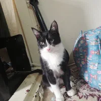 گربه تاکسیدو|گربه|مشهد, تلگرد|دیوار