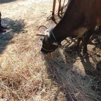 یک رس گاب هارزه به فروش می‌رسه بابت نبودن علوفه