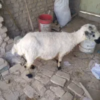 میش و بره بومی