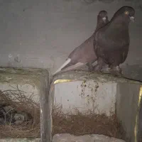 نرماده|پرنده|کرمان, |دیوار