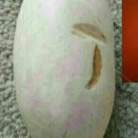 محره اصل