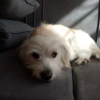 واگزاری سگ شیتزو تریر