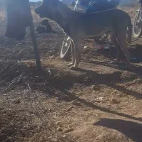 سگ سرابی|سگ|قرچک, داوود آباد|دیوار