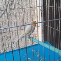 قناری نقره ای نرمست شلاقی .انگشتر.سهره.عروس هلندی|پرنده|کرمانشاه, |دیوار