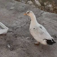 فروش دوعدد اردک یک عدد جوجه سلطان یک عدد غاز ماده