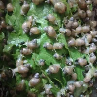 فروش حلزون آلبینو