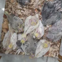 طوطی سرلاکی عروس،گیرینچیک|پرنده|آباده, |دیوار