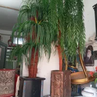 دوعدد درختچه