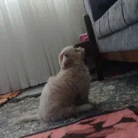 سگ نژاد شیتزو