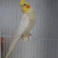 عروس بالغ نر لوتینو شاه تخم|پرنده|تبریز, |دیوار