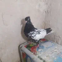 کفتر|پرنده|مشهد, یاس|دیوار