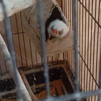 فنچ|پرنده|باقرشهر, |دیوار