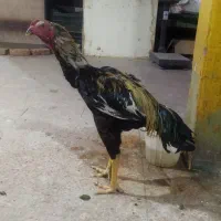خروس لاری