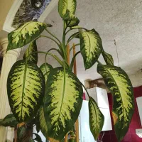 گل دیفن سرحال و بزرگ