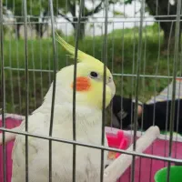 عروس هلندی نر