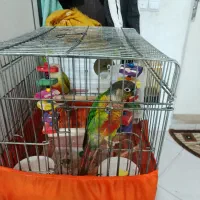 گرینچیک یلو ساید|پرنده|پرند, فاز ۴|دیوار