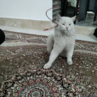 گربه خانگی|گربه|مرند, |دیوار